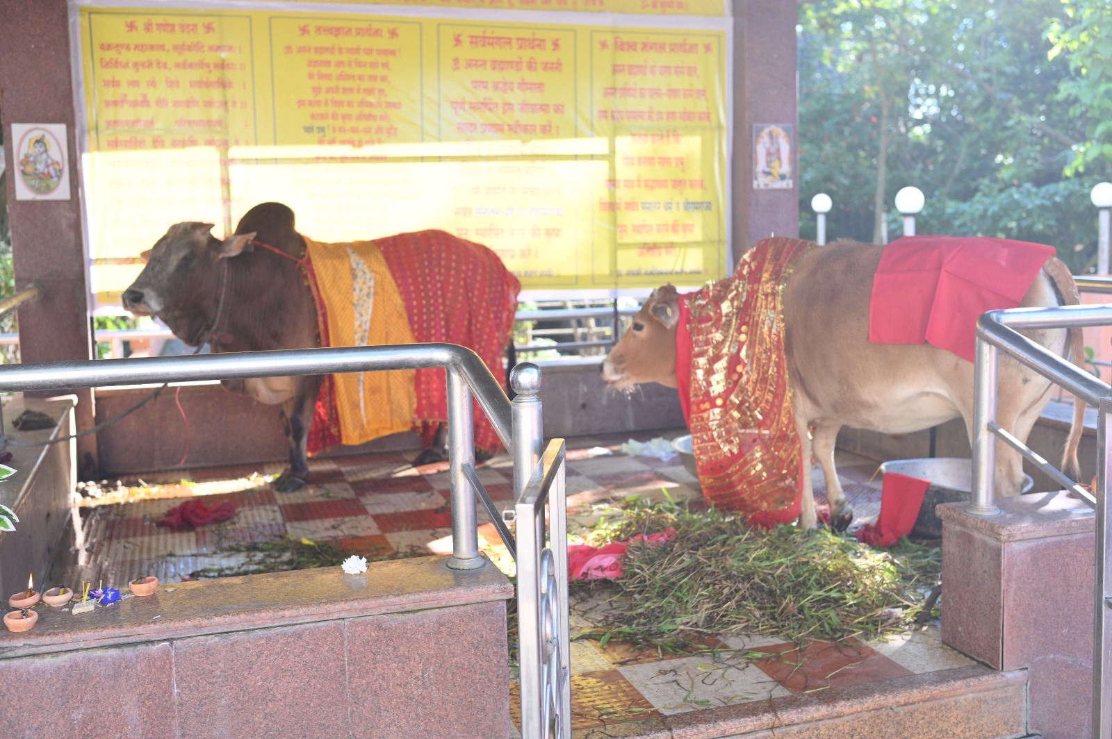 Decorated Cows in the Puja Pavilion