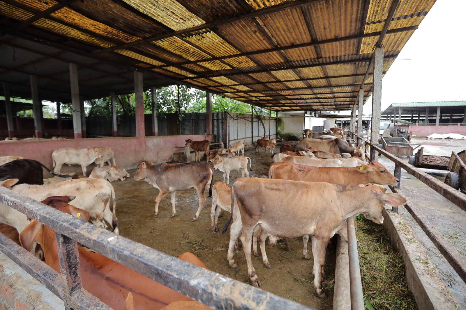 Calves at Rest in the Shelter
