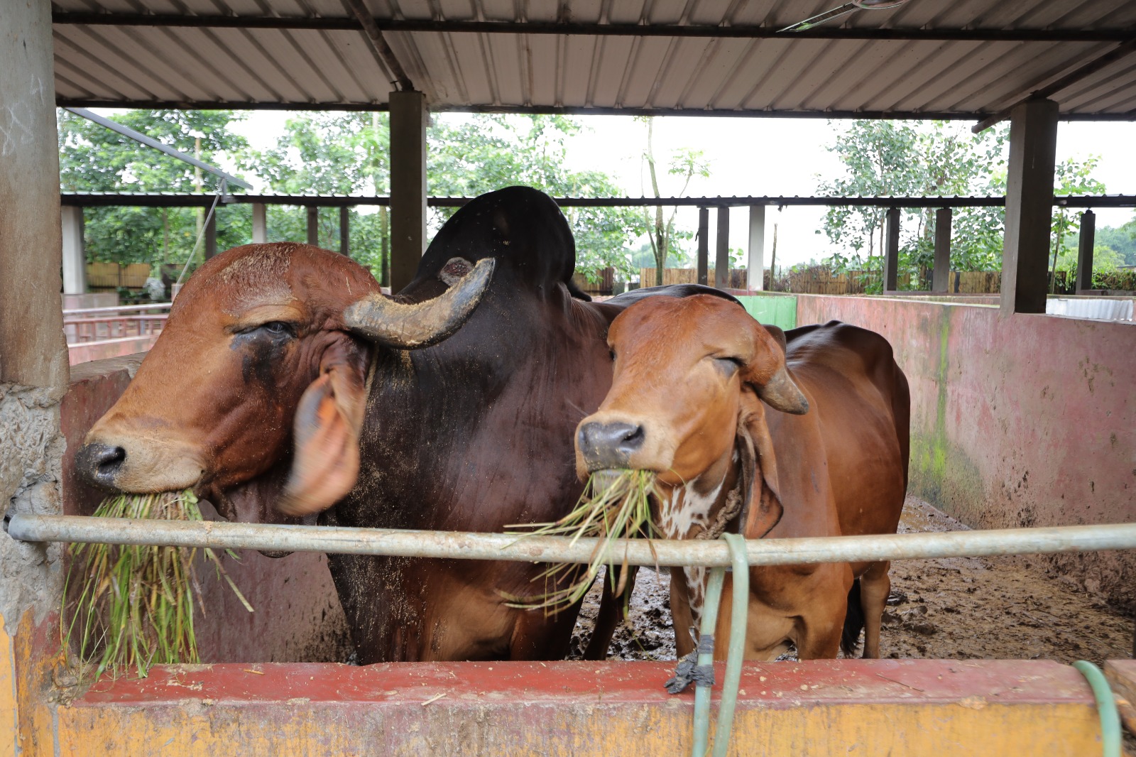 Lifetime Gau Grash Seva (Ladies)