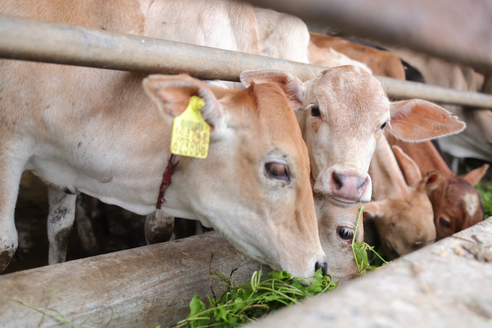 Young Calves at Feeding Time