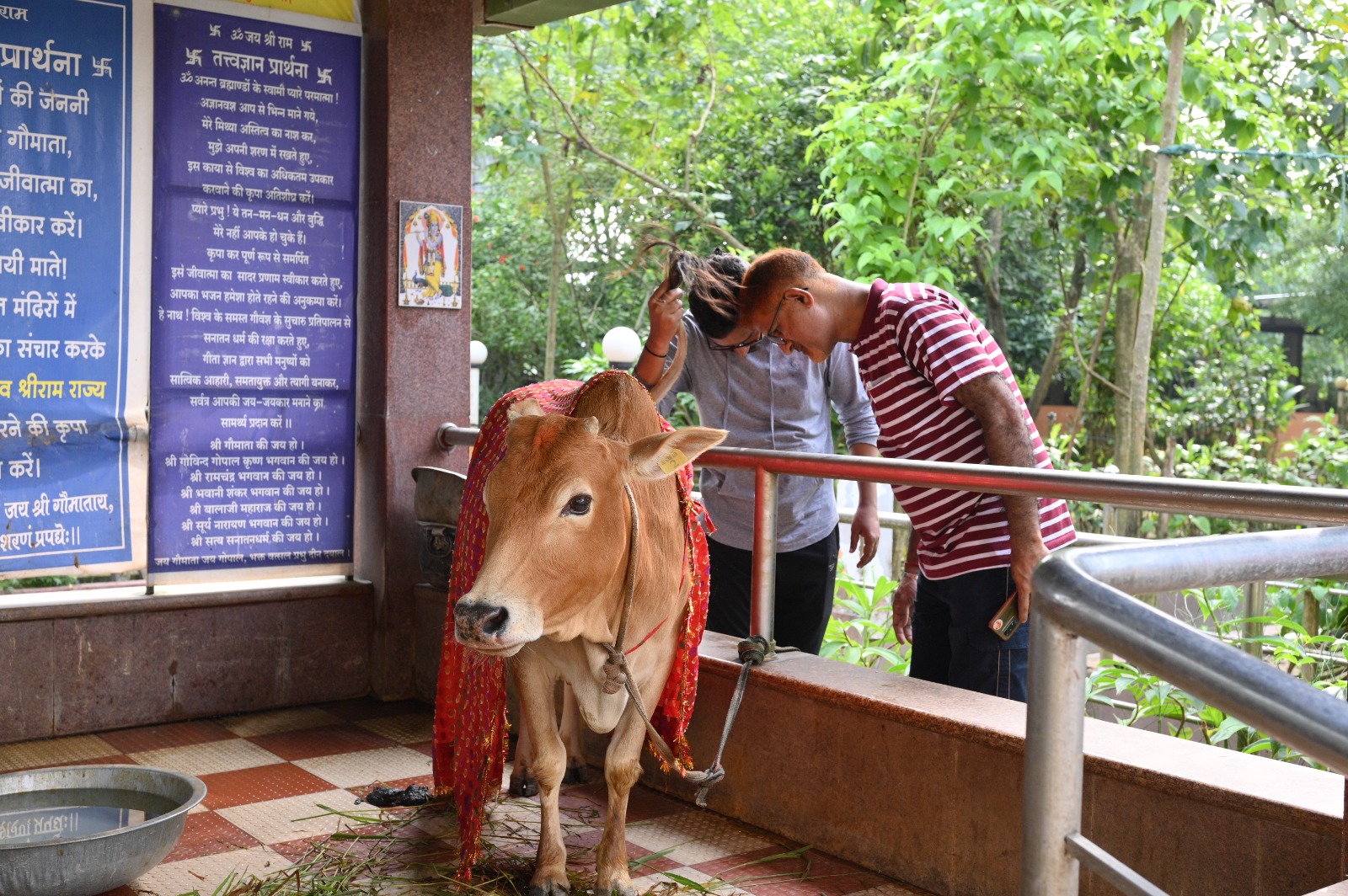 Bowing in Reverence to Gau Mata