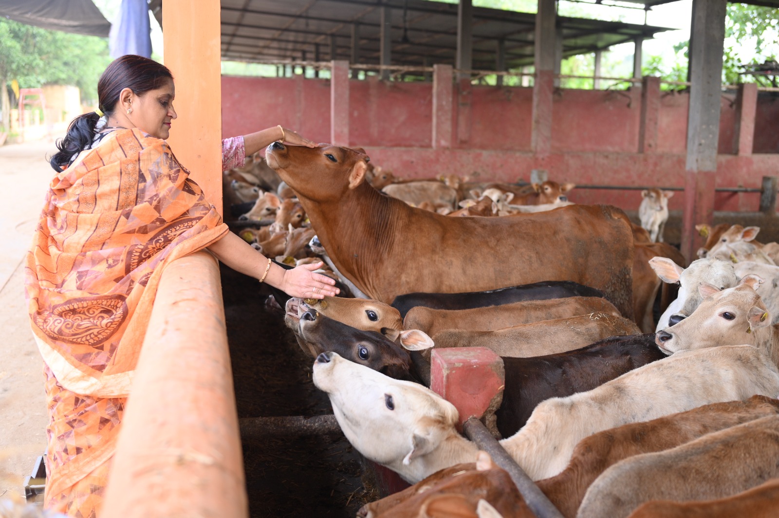 Gentle Touch with a Calf