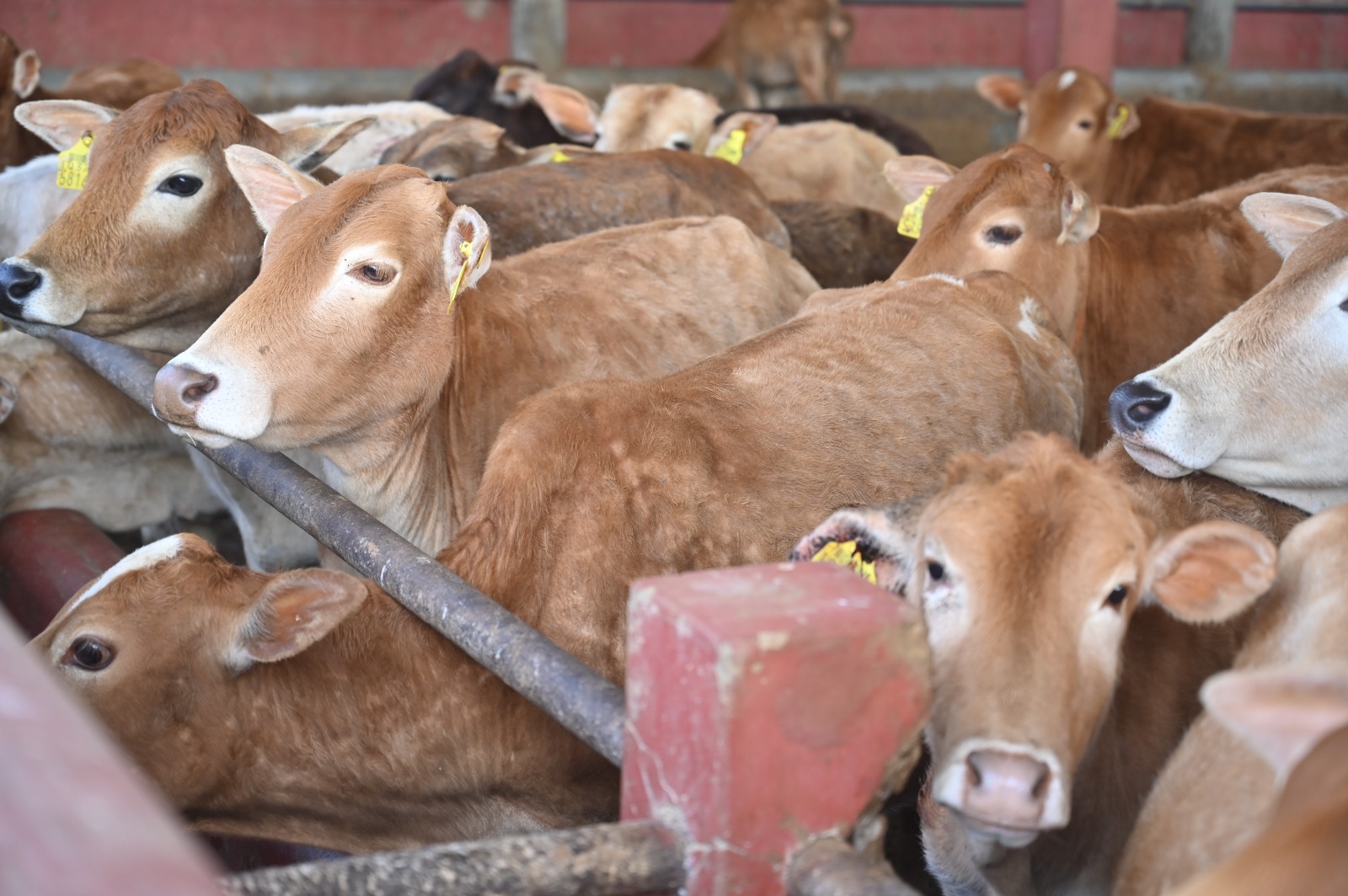 Calves in the Pen
