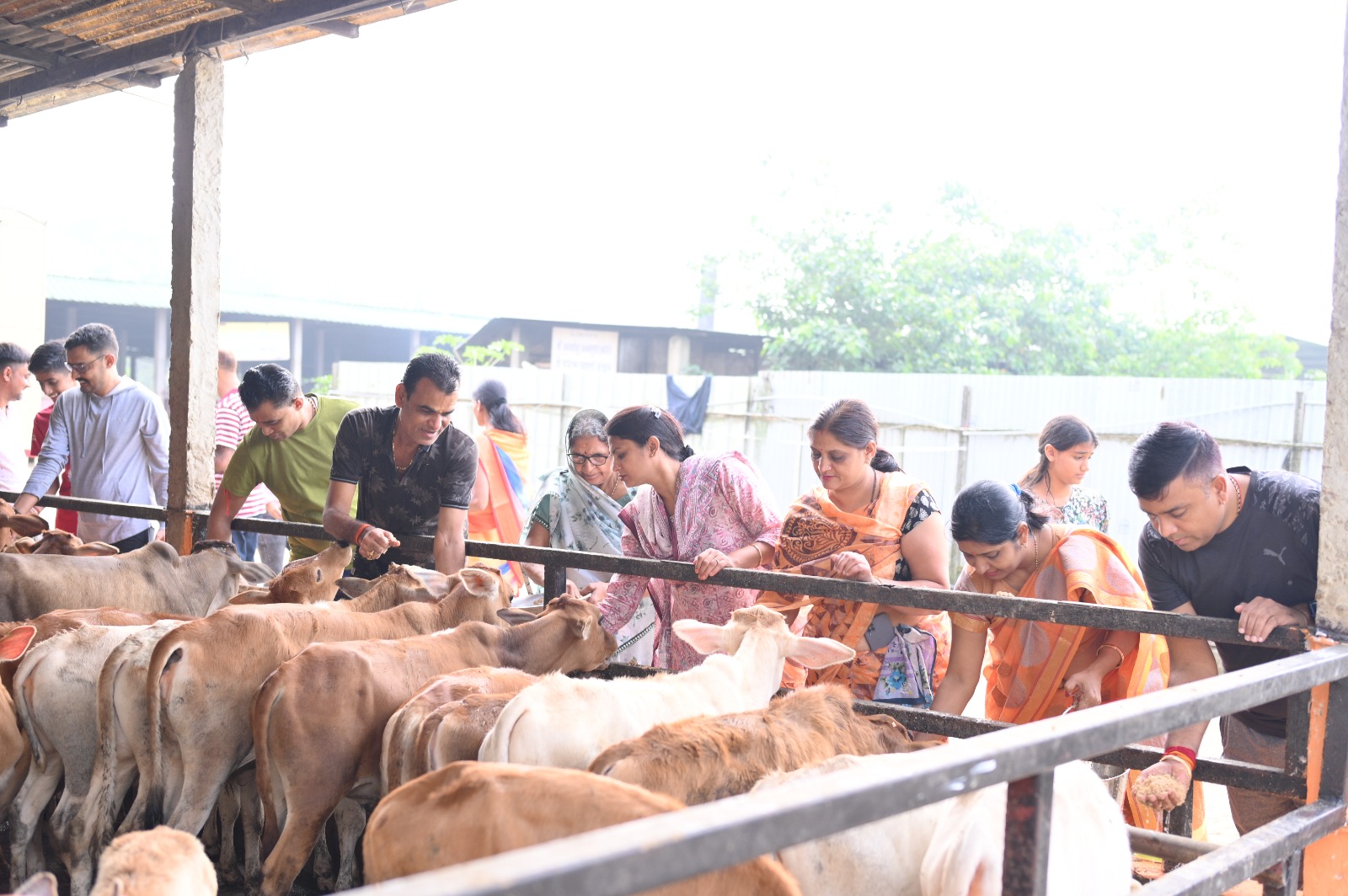 Visitors Meet the Calves