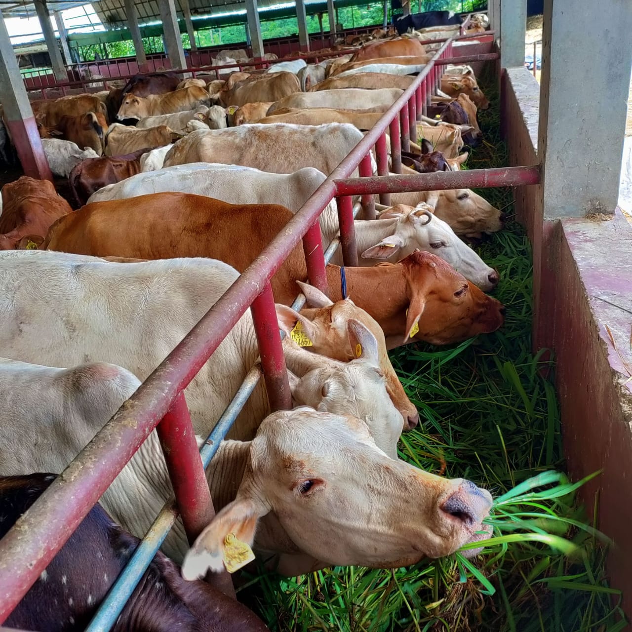 Annual Gau Grash Seva (Gents)