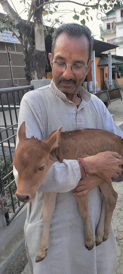 Cradling a Young Calf